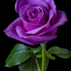 Meet your Posher, Sheila